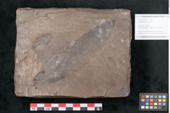 Foto (Objekt + Etikett) von Castanea atavia Unger (NHMW-GEO-2024-0188-7964)